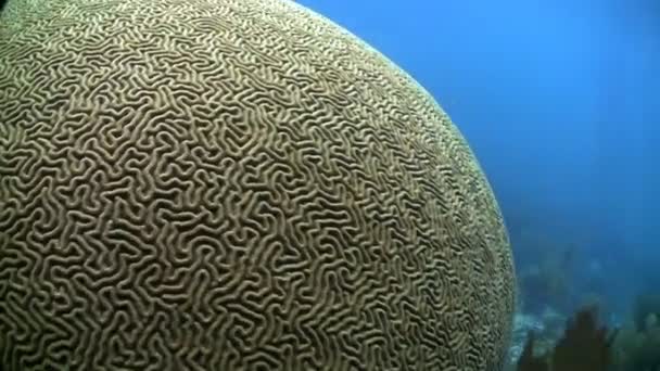 美丽的脑珊瑚 — 图库视频影像