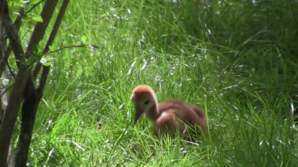 Sandhill Cranes mother and chick — Stock Video