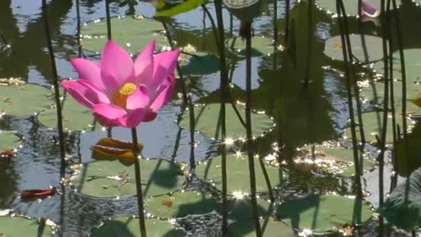 Un bobs de lirio de agua rosa — Vídeos de Stock