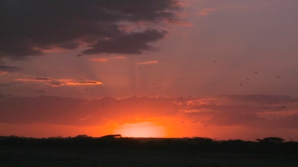 Uma cena de crepúsculo nas planícies — Vídeo de Stock