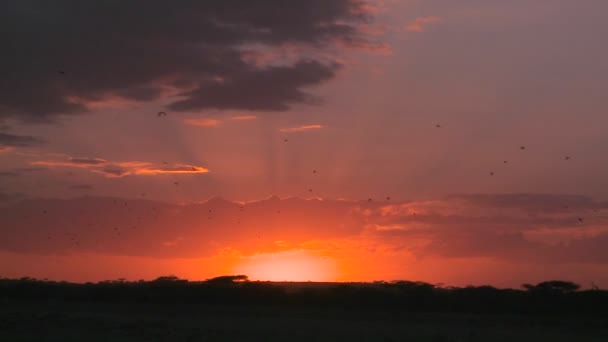 Una escena del atardecer en las llanuras — Vídeos de Stock