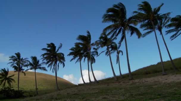 Palmeras que soplan en el viento — Vídeos de Stock