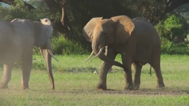 Elefanten kämpfen und streiten — Stockvideo