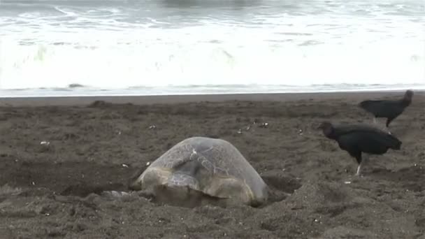 Tortuga lucha a través del surf — Vídeos de Stock