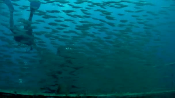 Риби плавання навколо дайвер — стокове відео