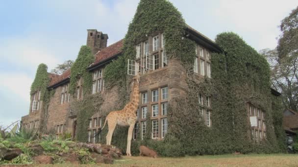 Giraffe mill outside mansion — Stock Video