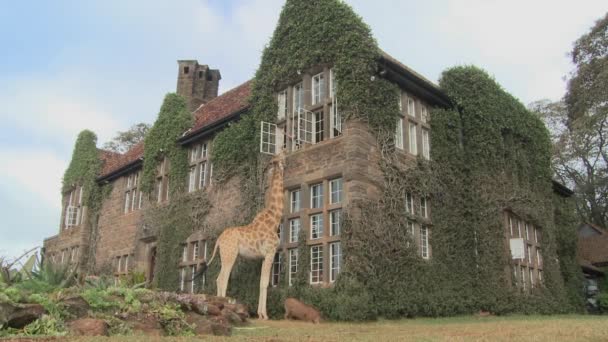 Girafe moulin extérieur manoir — Video