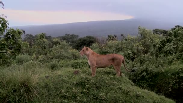 Femelle lion regarde alerte — Video