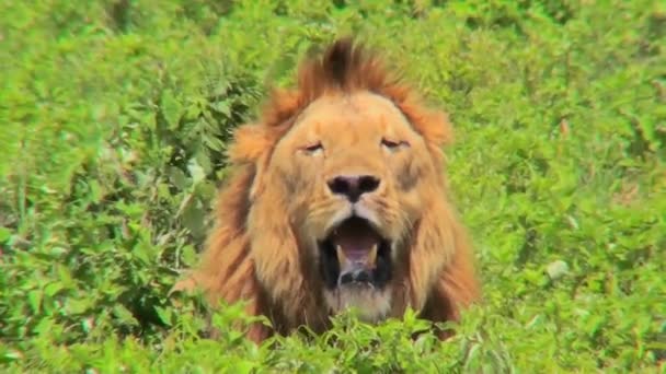 Male lion looks at camera — Stock Video