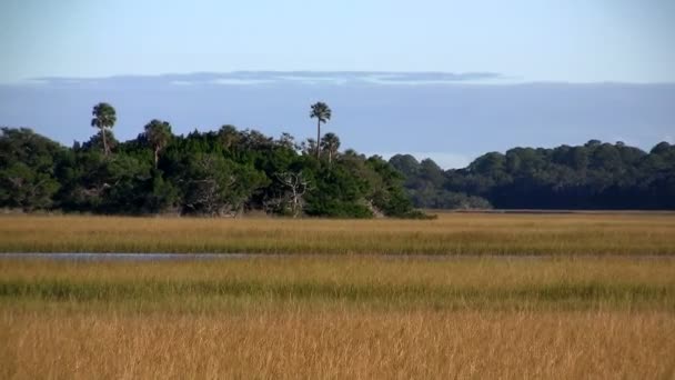 Salt marsh nära St Augustine — Stockvideo