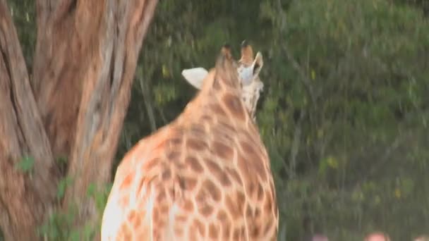 Туристы гладят жирафа — стоковое видео