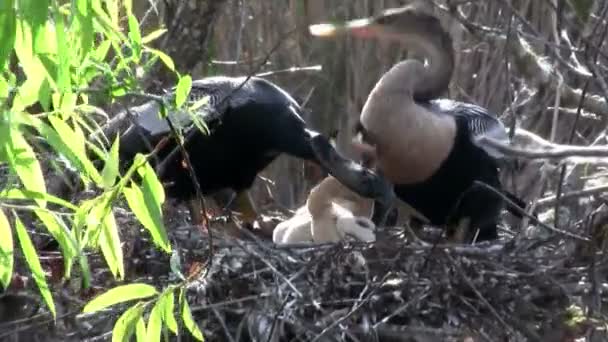 Vögel der Mangrove im Nest — Stockvideo