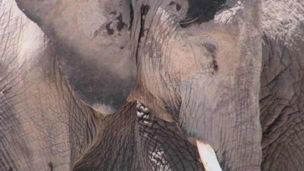 Крупный план спящего слона — стоковое видео