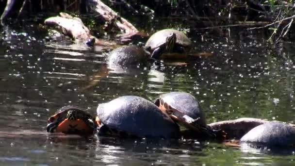 Las tortugas pueblan un estanque — Vídeo de stock