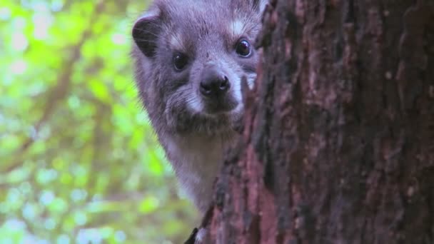 Hyrax espreita de uma árvore — Vídeo de Stock