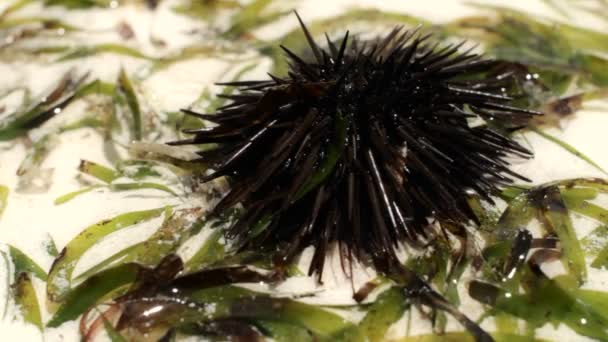 Close up of sea urchin — Stock Video