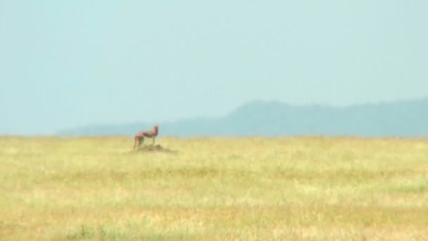 Guepardo en el calor del Serengeti — Vídeos de Stock