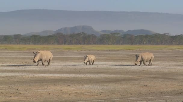 Trois rhinocéros dans une plaine boueuse — Video