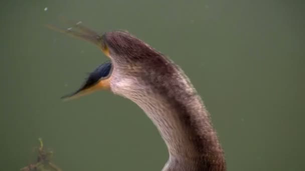 Oiseau de la mangrove mangeant du poisson — Video