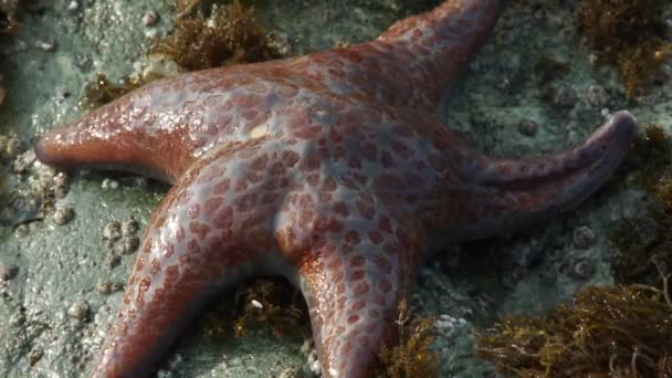 Uma estrela-do-mar vermelha laranja numa piscina de maré — Vídeo de Stock