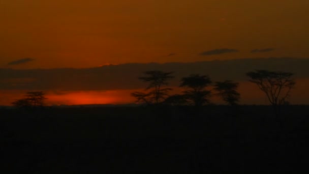 Salida del sol sobre las llanuras del África — Vídeo de stock