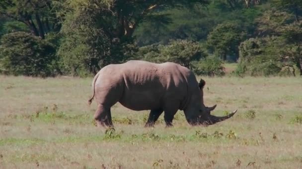 Rinoceronte pascola sulle pianure — Video Stock