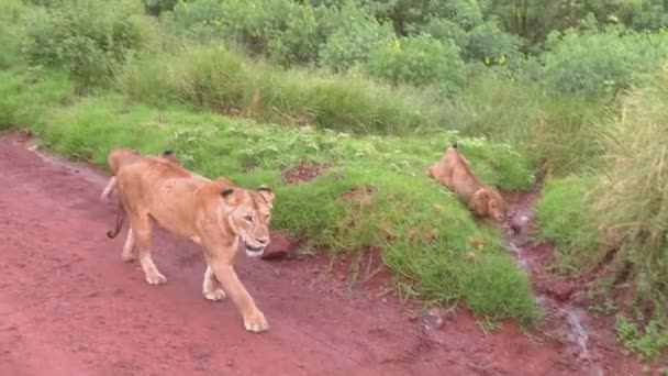 Dişi aslan bebeklerle yürür — Stok video