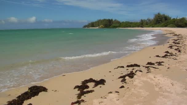 Κύματα ρολό σε μια παραλία στη Χαβάη — Αρχείο Βίντεο