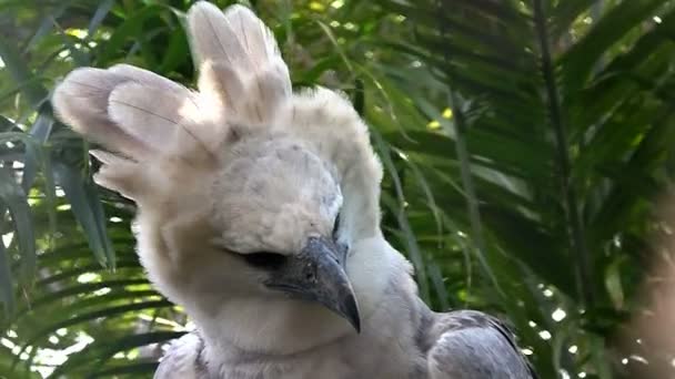 Águila arpía se sienta en el árbol — Vídeos de Stock