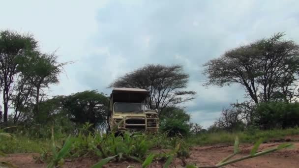 Un vehículo safari conduce en África — Vídeos de Stock