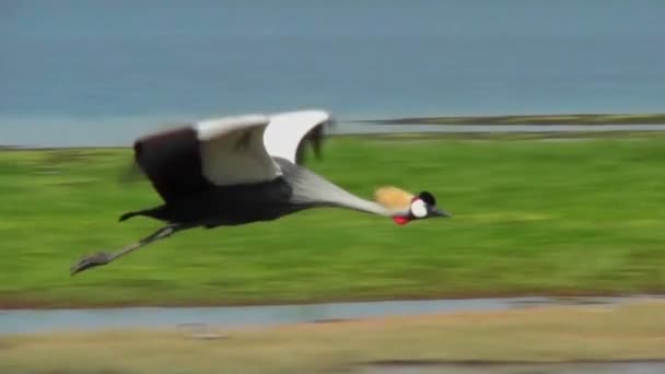 Grúas de cresta africana en vuelo — Vídeo de stock