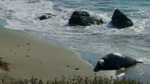 Una foca elefante giace nel surf — Video Stock