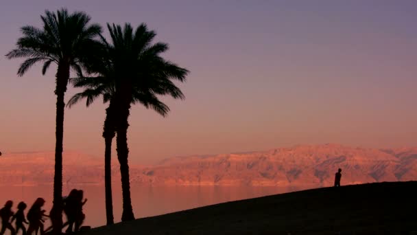 Palm trees and people in silhouette — Stock Video