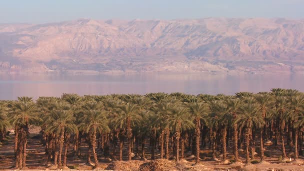 Palmiers poussent le long de la côte de la mer Morte, Israël . — Video