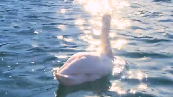 Cisne nada em um lago . — Vídeo de Stock