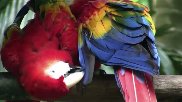 Parrot schoon veer — Stockvideo
