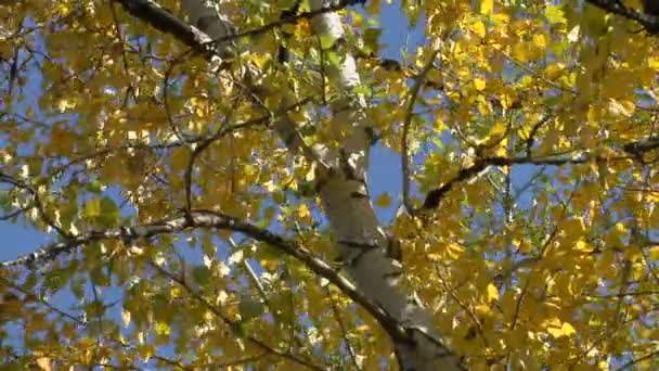 Wind raschelt Blätter — Stockvideo