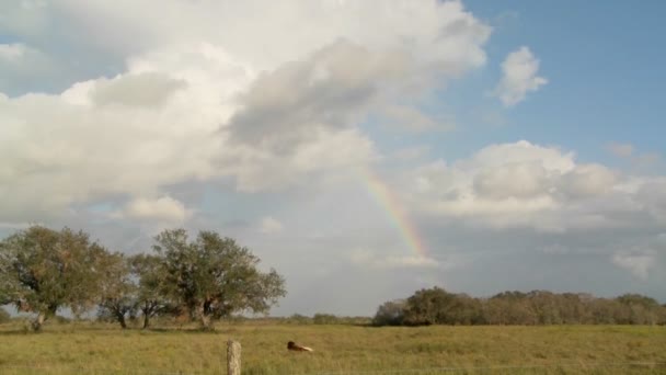 Arco iris sobre un campo agrícola — Vídeo de stock