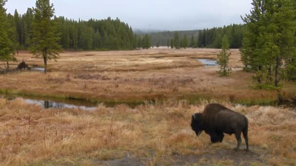 Un bison broute dans une clairière du parc — Video