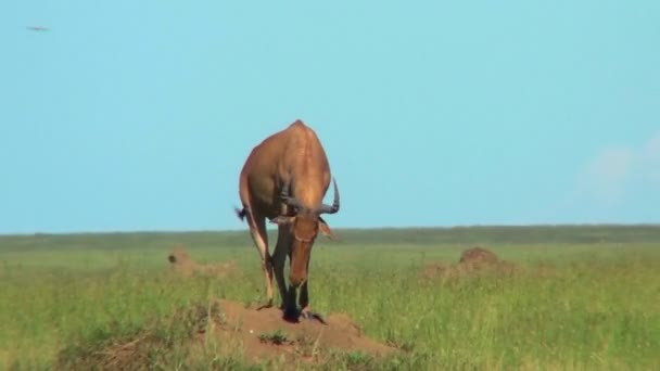 Gazelle grast auf der Ebene — Stockvideo