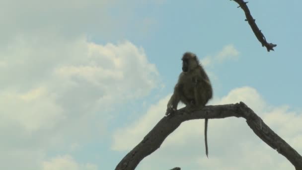 Un babuino africano se sienta en un árbol — Vídeos de Stock