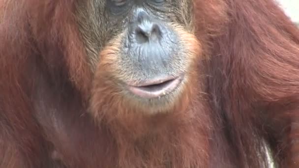 Primate eats food — Stock Video