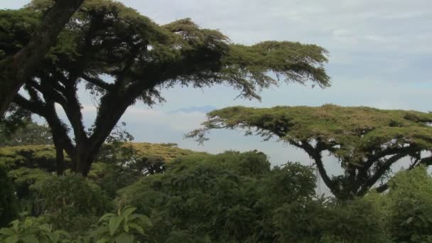 Árboles de acacia crecen en las laderas — Vídeos de Stock