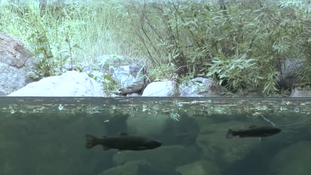 Trucha arco iris en arroyo — Vídeo de stock