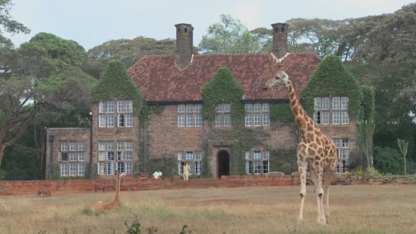 Giraffen molen buiten herenhuis — Stockvideo