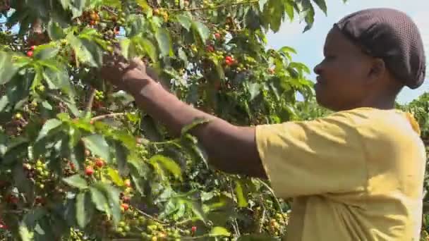 A woman picks coffee beans on a farm — Stock Video