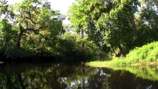 Traveling through a swamp in the Everglades — Stock Video