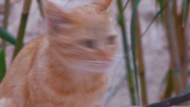 A cat looks around and meows — Stock Video