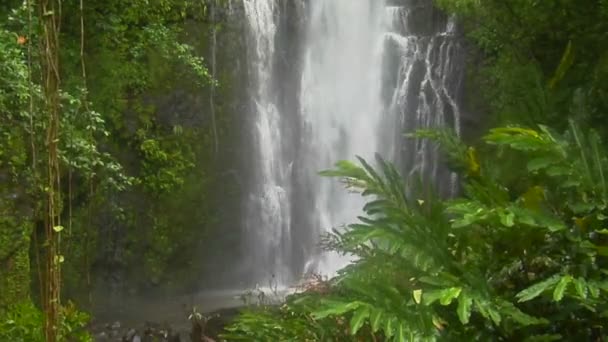 Cascada fluye a través de selva — Vídeo de stock