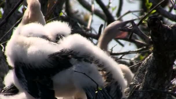 Nidificazione degli uccelli nelle Everglades — Video Stock